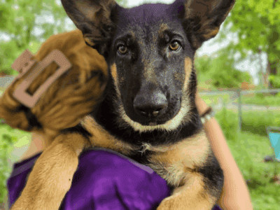 German Shepherd Puppy-Houston
