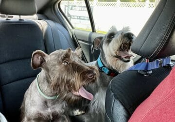 Adorable Mini Schnauzer Looking for a Loving Home
