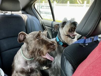 Adorable Mini Schnauzer Looking for a Loving Home
