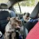 Adorable Mini Schnauzer Looking for a Loving Home