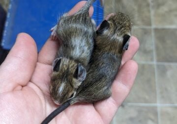 Baby Degus