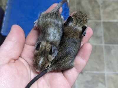 Baby Degus