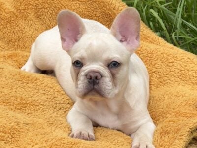 Frenchies carrier fluffly
