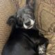 Ella – 9 year old chihuahua mix for sale