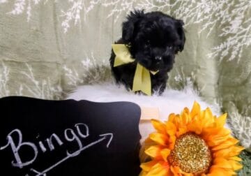 Yorkipoo/Bingo