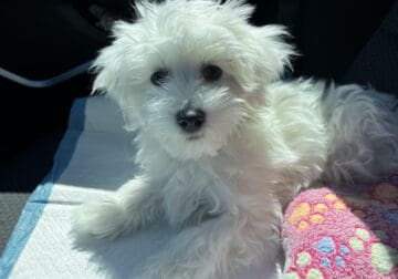 Meet Our Sweet Maltipoo Boy – Looking to Rehome