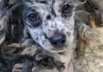 Toy Poodles