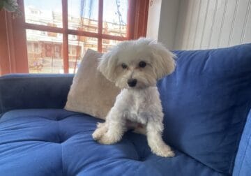 MALTIPOO FOR SALE $550 ASAP