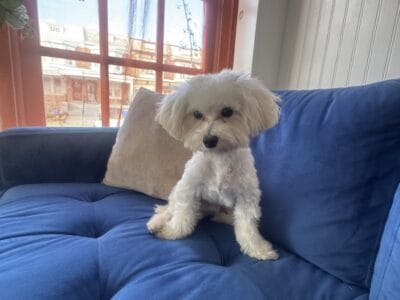 MALTIPOO FOR SALE $550 ASAP