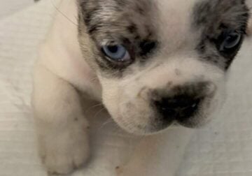 Fluffy French Bulldog puppy