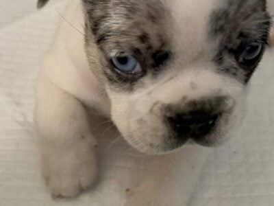 Fluffy French Bulldog puppy