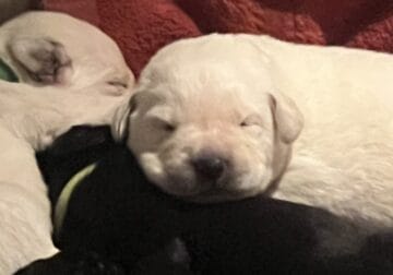 AKC Labrador Retrievers