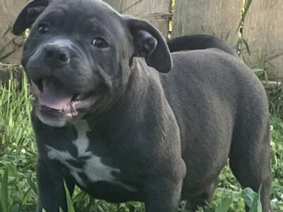 Bully Babies