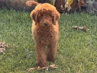 Standard poodle