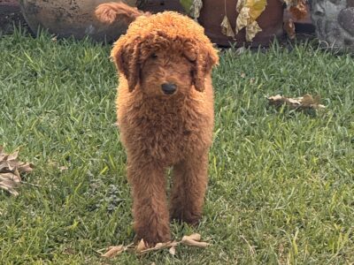 Standard poodle