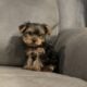 CKC FEMALE YORKIE