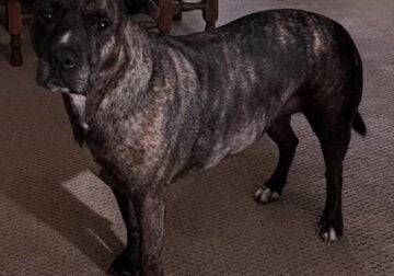 Free – Rehoming Lovable Female 8-year old Brindle