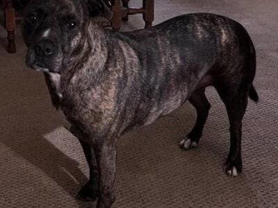 Free – Rehoming Lovable Female 8-year old Brindle