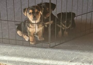 Chorkiepoo puppies