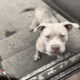 American bully