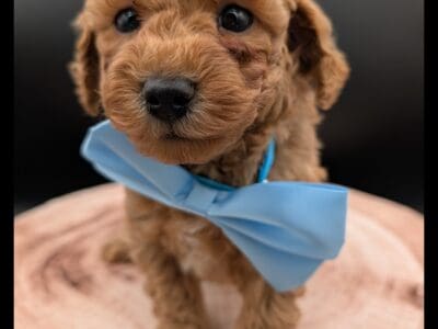 Marcus 💙 Toy Poodle