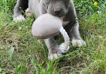 Blue nose pits