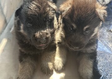 Shepski puppies