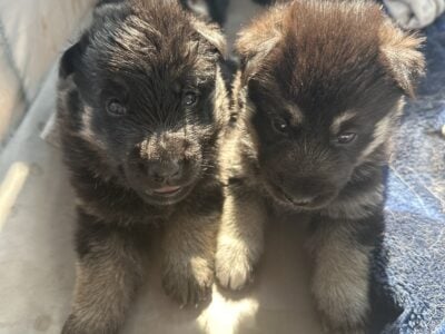 Shepski puppies