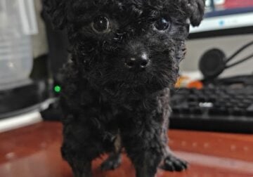 8 weeks old Maltipoo male, black,