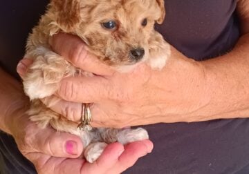 Female toy poodle