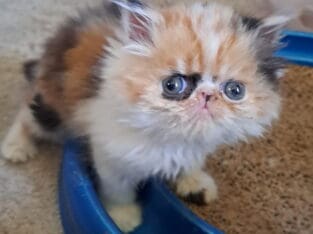Persian kittens