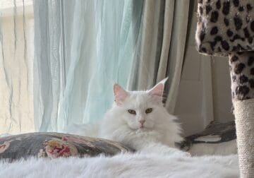 Mainecoon Whitie deaf