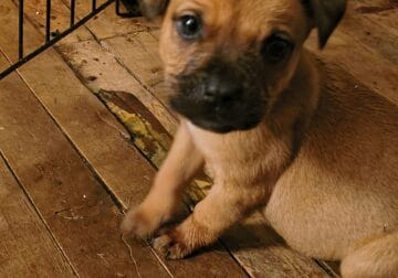 Puppies for sale in Saginaw Michigan