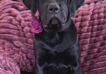 $500 OFF THIS WEEKEND! “Missy”