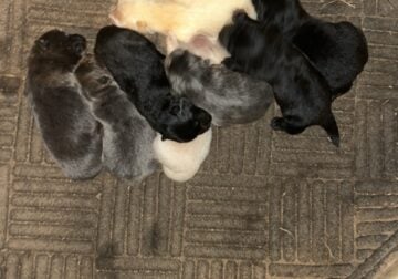 Chow chow pups