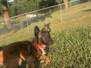 Malinois Puppy