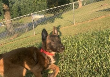 Malinois Puppy