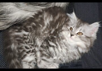Ready Aug 1st Maine Coon Dollface Persian Purple