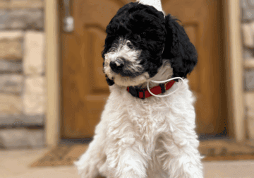 AKC Standard poodle puppies!