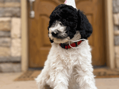 AKC Standard poodle puppies!