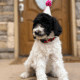 AKC Standard poodle puppies!