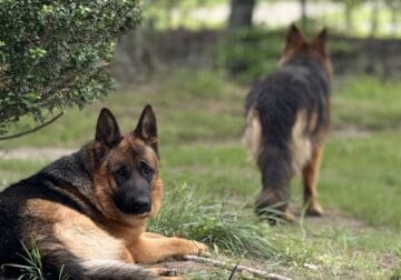 German Shepherd Dogs