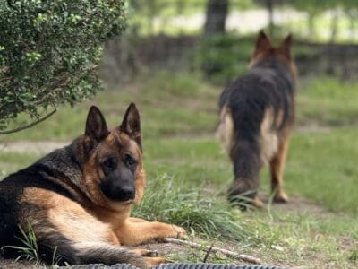 German Shepherd Dogs