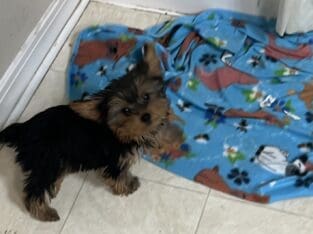 CKC FEMALE YORKIE (very small) 4 1/2 months old