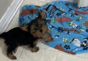 CKC FEMALE YORKIE (very small) 4 1/2 months old