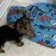 CKC FEMALE YORKIE