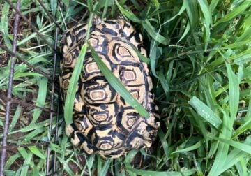 Juvenile leopard tortoise