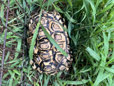 Juvenile leopard tortoise