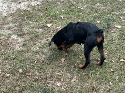 AKC Rottweiler puppies