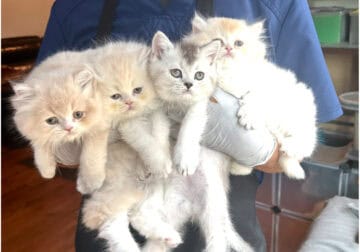 kitten British longhair or short hair